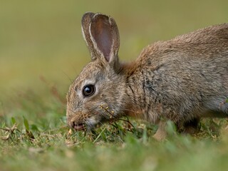 Naklejka na ściany i meble Closeup of a brown rabbit in green grass