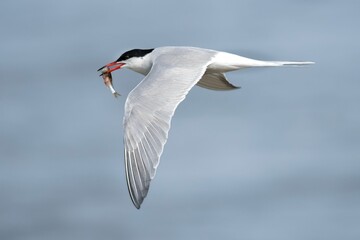 Closeup of a black-headed gull (Chroicocephalus ridibundus) flying, with a fish in its mouth