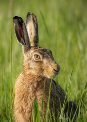 Closeup of a brown rabbit in green grass