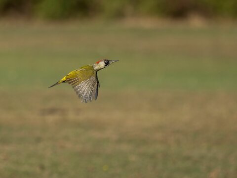 Closeup of a European green woodpecker (Picus viridis) flying above a green field