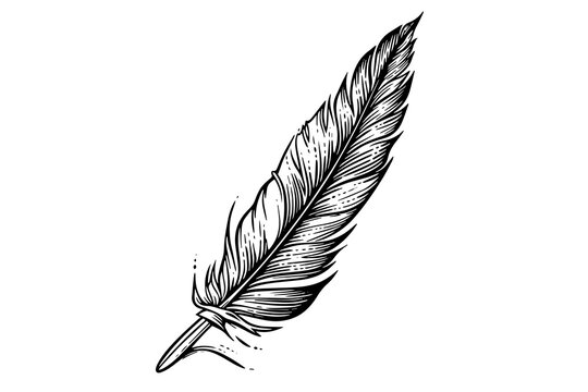Feather Quill Pen Images – Browse 255,070 Stock Photos, Vectors, and Video