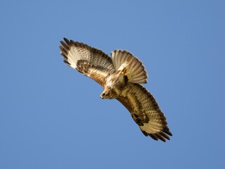 Common buzzard bird soaring gracefully through a clear blue sky