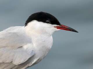 Lone Arctic tern bird perched against a pristine, crystal clear blue sky