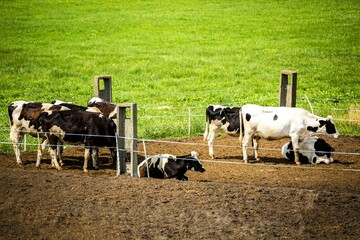 Fototapeta premium Cow in a pen on a dairy farm
