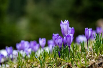 Closeup of  vibrant Autumn Crocus in a lush green with a blurry background
