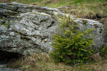 Obraz premium Closeup of lush green Picea omorikas in a lush green with a blurry background