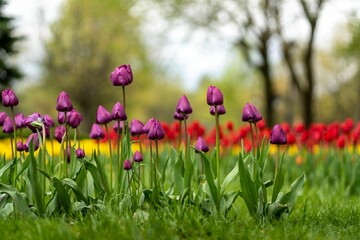 Picturesque landscape featuring a vast expanse of bright purple tulips in bloom