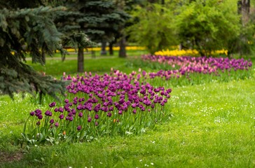 Picturesque landscape featuring a vast expanse of bright purple  tulips in bloom
