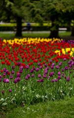 Picturesque landscape featuring a vast expanse of bright colorful tulips in bloom