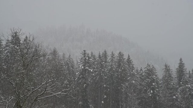 Winterwald mit Schneefall in den Bergen
