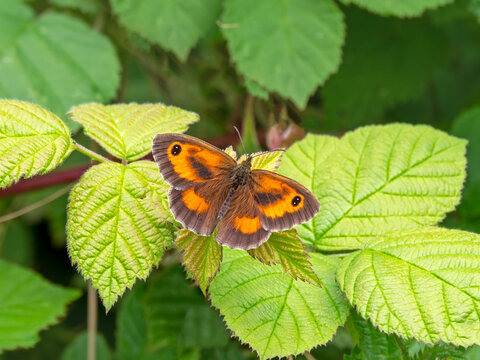 Gatekeeper butterfly, Pyronia tithonus, on a blackberry leaf