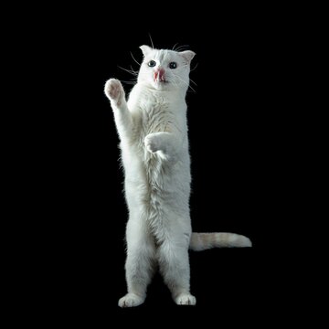 Cute white cat stands upright on its hind legs isolated on a black background.