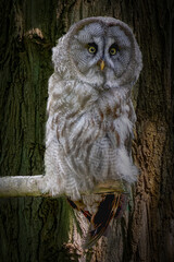 vertical close-up of a Great Gray Owl perched in a tree