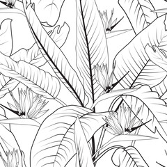 Seamless floral pattern with strelitzia or bird of paradise flowers. Black and white line art strelitzia background. Summer vector illustration. - 629614175