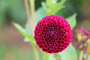 Dahlia cultivé