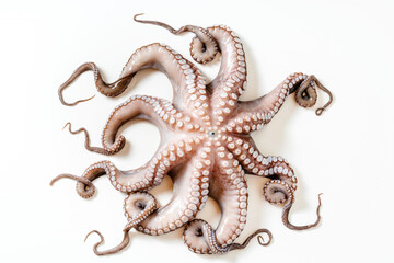 big beautiful fresh raw octopus on white. food. background