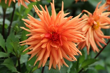 Dahlia cultivé