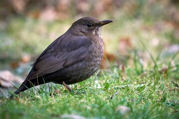 Obraz premium Small blackbird perching on grass
