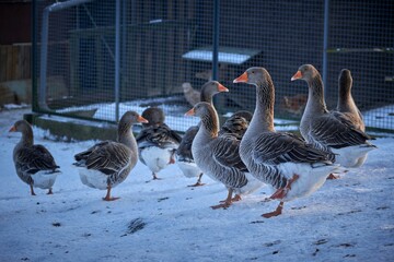 Flock of ducks standing on snow covered ground