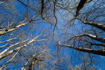 Low angle shot of trees under the sunlight and a blue sky in spring