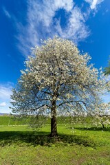 Fototapeta na wymiar Blooming tree in a park covered in the lawn in spring
