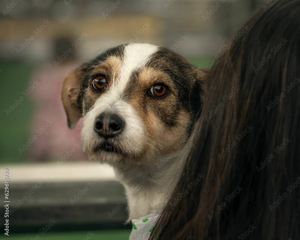 Poster Selective focus shot of an adorable dog looking back from behind its owner's shoulder