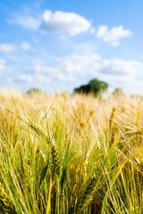 a field of green and yellow wheat with the sky in the background