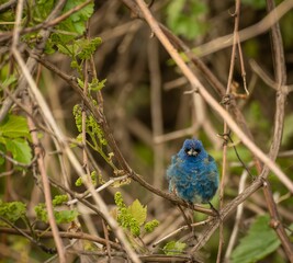 Majestic indigo oatmeal cardinal (Passerina cyanea) perched on a branch of a tree