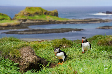 Atlantic puffin on the isle of Lunga in Scotland. The puffins breed on Lunga, a small island of the coast of Mull.