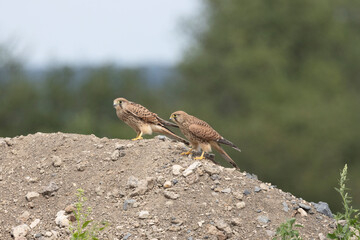 Turmfalke (Falco tinnunculus)