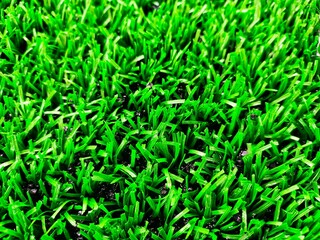 Artificial grass is beautiful, very similar to real grass.