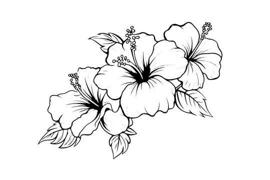 Premium Vector | Drawing of hibiscus flower-saigonsouth.com.vn