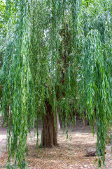 Salix babylonica, weeping willow tree