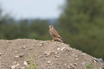 Turmfalke (Falco tinnunculus)
