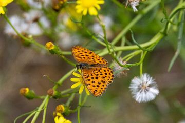 Brombeer-Perlmuttfalter (Brenthis daphne)