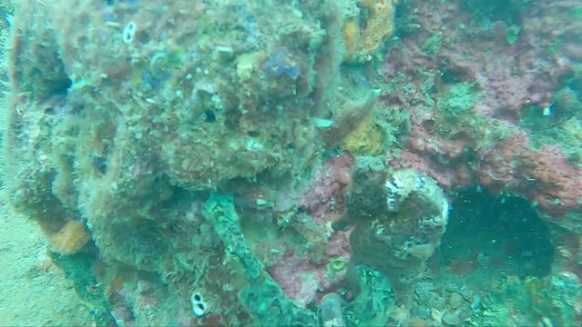 Brown seahorse camouflaged against pink coral rocks underwater. Colombia, Caribbean Sea, Tayrona National Park.