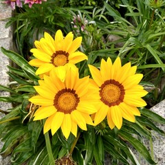 Obraz premium sunflowers in the garden