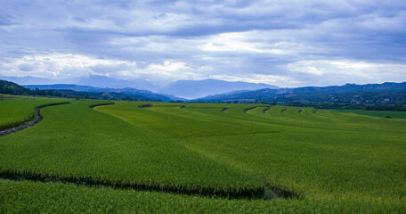 Obraz premium Rice field with beautiful landscape, Jaen Peru