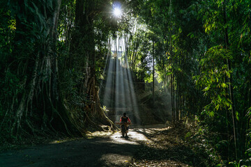The beautiful sunlight shining through the green leaves of the trees hits people who passes underneath