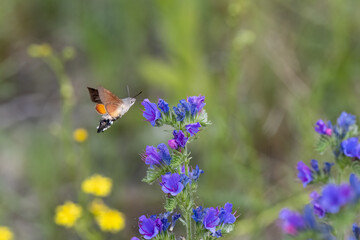 Taubenschwänzchen (Macroglossum stellatarum) an Violettem Natternkopf