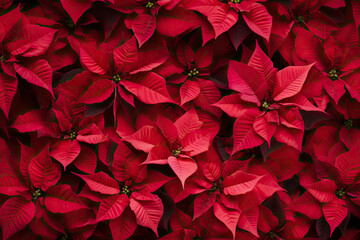 Red  Poinsettias flowers background, top view, Christmas background
