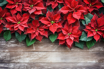 Naklejka na ściany i meble Poinsettias flowers on the brown wooden table, top view, Christmas background