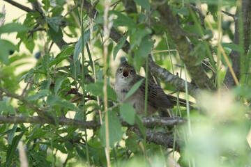 Feldschwirl (Locustella naevia)