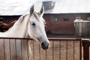 A white horse standing in the stable - obrazy, fototapety, plakaty
