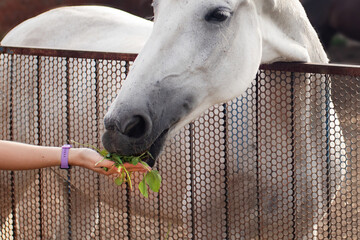 Fototapeta premium Girls Hand feed a white horse close up