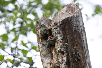 Buntspecht (Dendrocopos major)