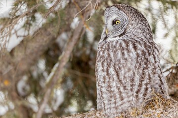 Majestic owl perched on a snow-dusted tree branch in a wintry landscape
