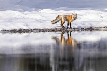 Beautiful red fox leisurely walking through a picturesque winter landscape next to the lake