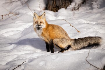Majestic red fox in the picturesque winter landscape, on the pristine white blanket of snow