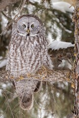 Beautiful snowy owl is perched atop a tree in a wintery landscape